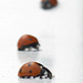 Some More Ladybirds...