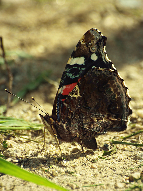 red admiral