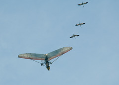 Whooping Crane Flyover 2010