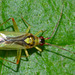 Bug.Campyloneura virgula