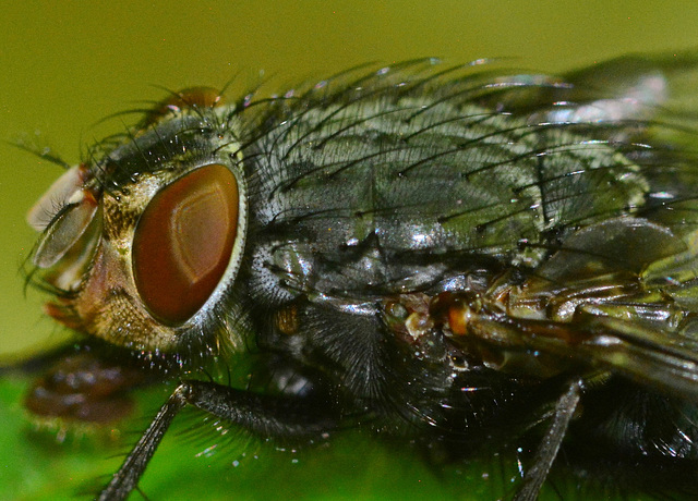 Flesh-Fly, Sarcophaga carnaria