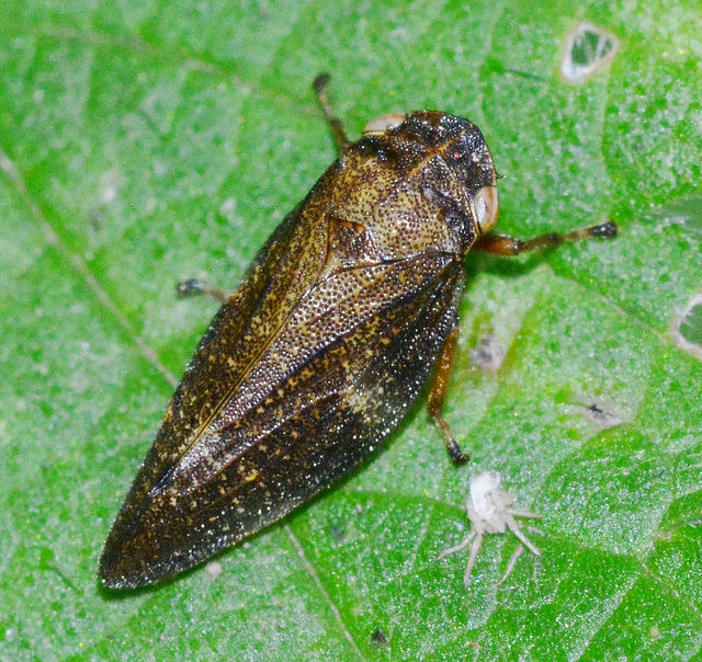 Froghopper, Aphrophora species