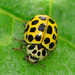 Ladybird, Psyllobora 22-Punctata
