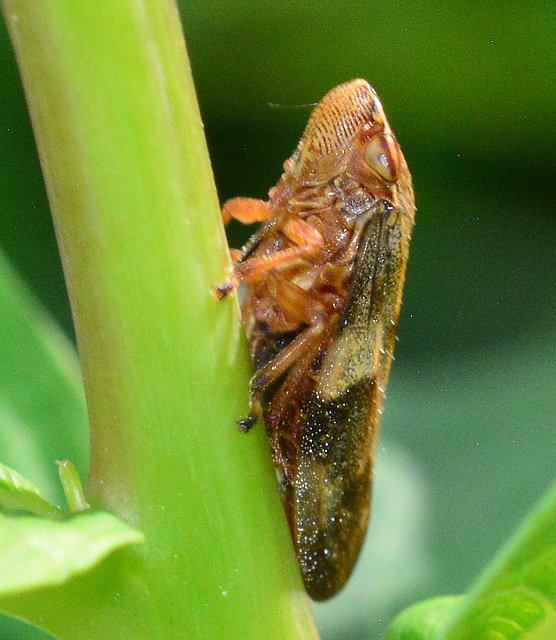 Alder Spittle Bug, Aphrophora alni ??