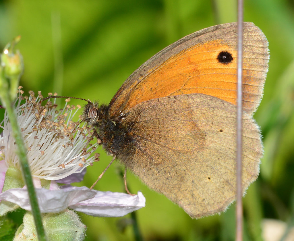 Meadow Brown, Maniola jurtina