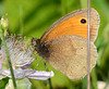 Meadow Brown, Maniola jurtina