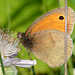 Meadow Brown, Maniola jurtina