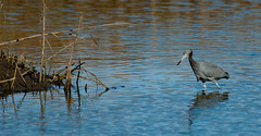 Wading for Dinner