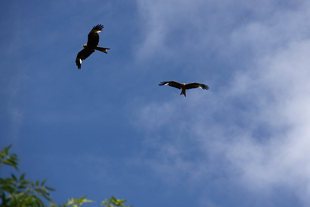 Kite flying