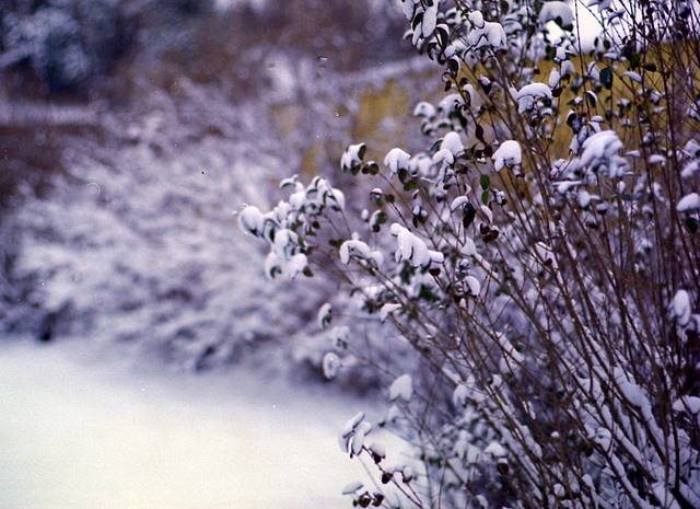 Backyard Snow