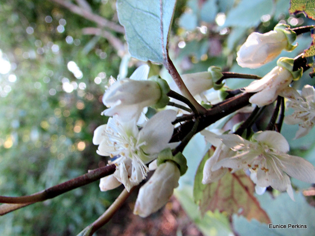 Blossoms