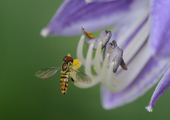 Hoverfly's breakfast