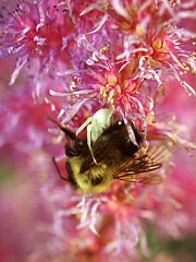 life and death among the astilbe