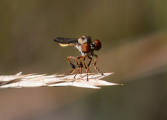 Robber fly