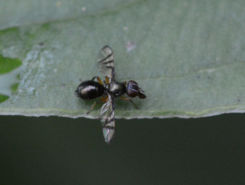 Unknown small fly