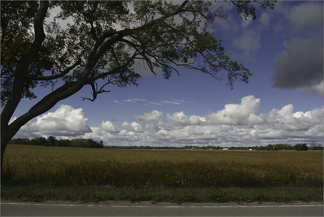 The Bean Field and the Sky