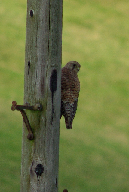 Kestrel