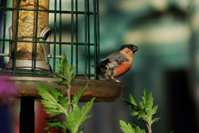 Bullfinch - getting new feathers ?