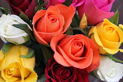 Orange Roses