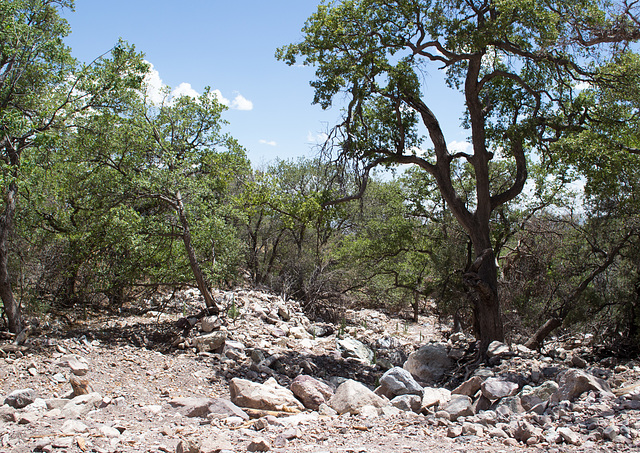 Coronado NF Rt 61 Montezuma Pass deer puzzle(2183)