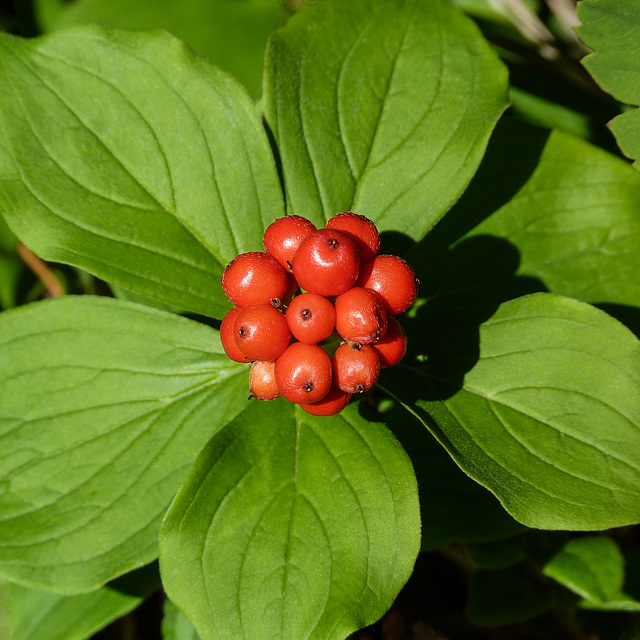 Dwarf Dogwood