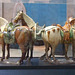 Tang Horses in the University of Pennsylvania Museum, November 2009