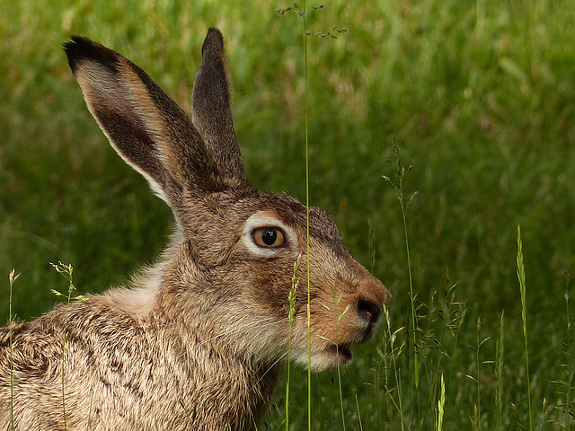 Snacking on grass