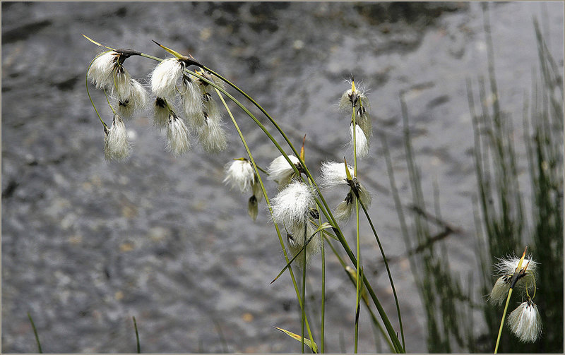 Linaigrette