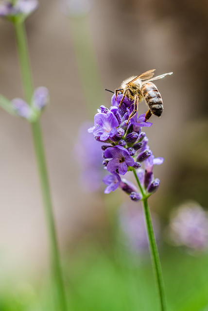 Bienchen - 20140726