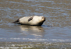 Seehund auf einer Sandbank