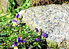 Pansies on Path