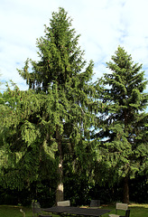 Picea abies (2)