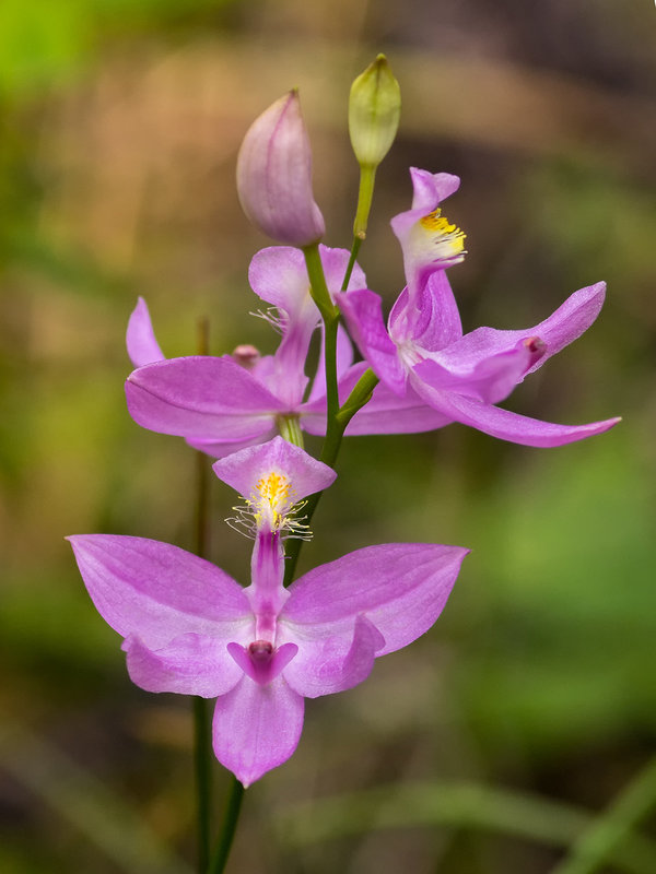 Calopogon tuberosus (Common Grass-pink orchid)