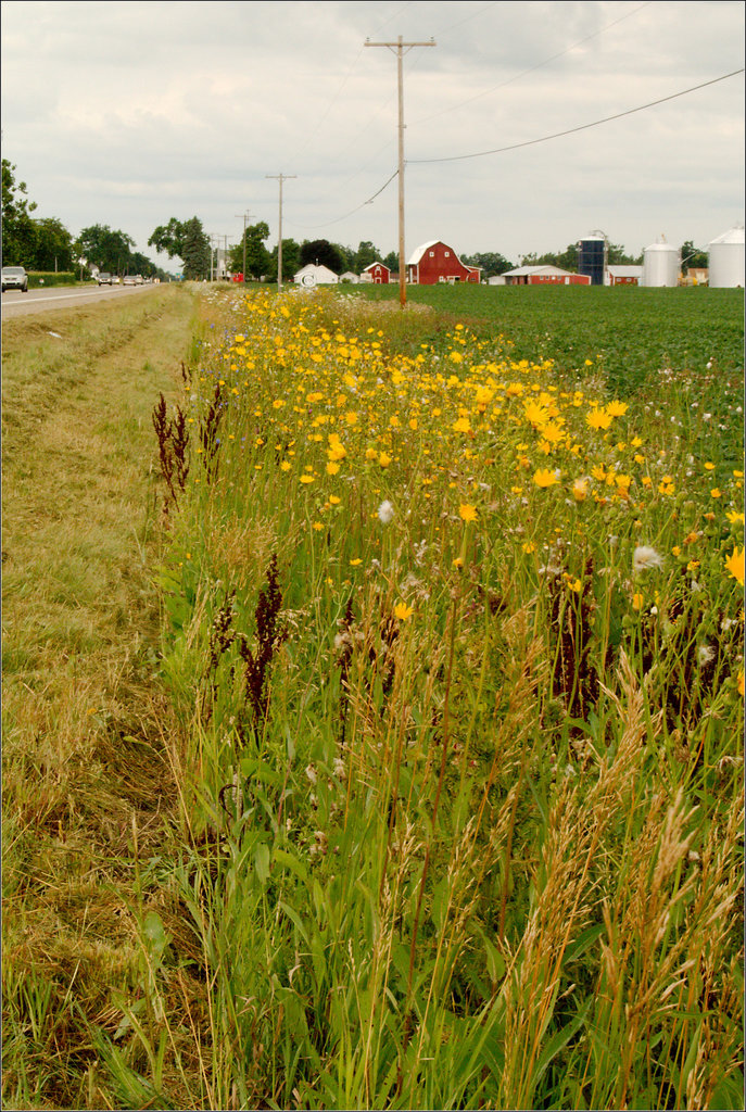 Flowers by the Roadside