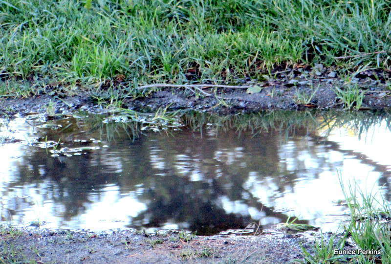 Tree in a Puddle