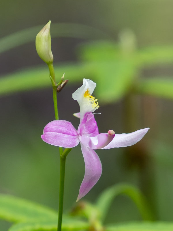 Calopogon oklahomensis (Oklahoma Grass-pink orchid)