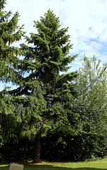 Picea pungens  (2)
