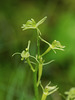 Liparis loeselii (Loesel's Twayblade orchid)