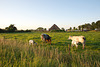 A la campagne près de Zutphen