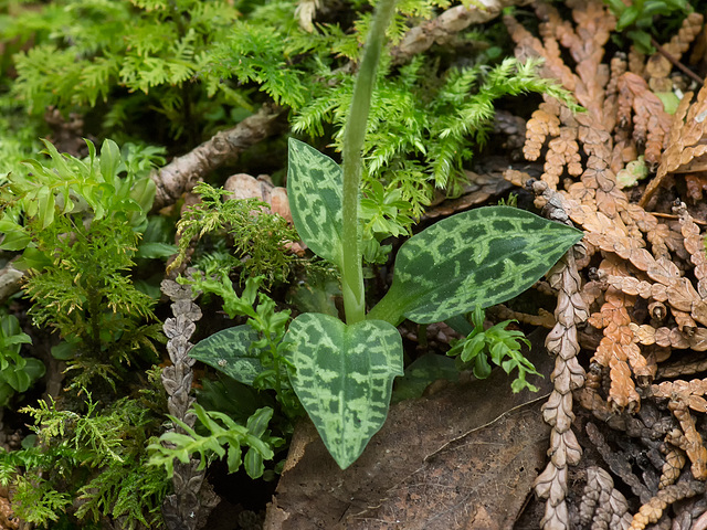 Goodyera repens (Lesser Rattlesnake Plantain orchid) leaves