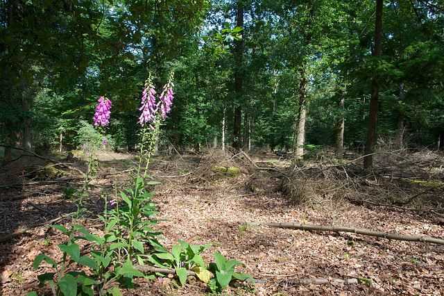 Au parc national de Hoge Veluwe