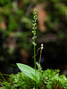Malaxis monophyllos (White Adder's-mouth orchid)