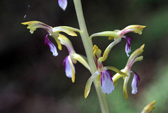 Corallorhiza mertensiana