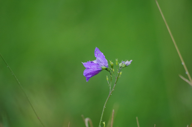 campanule - Ardèche