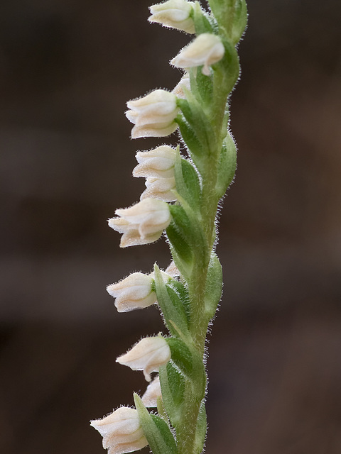 Goodyera tesselata (Checkered Rattlesnake Plantain orchid)