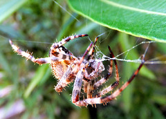 Gartenkreuzspinne (Araneus diadematus) Das vom Wind zerstörte Netz wird zur Wiederverwertung aufgefressen. ©UdoSm