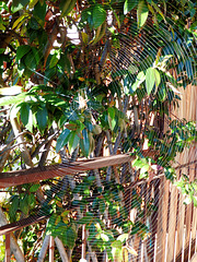 Gartenkreuzspinne (Araneus diadematus) Das Netz, ein Meisterwerk an Fleiß und Präzision . ©UdoSm