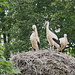 Valge-toonekurg / White stork