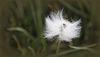 Linaigrette de Scheuchzer