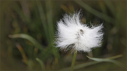 Linaigrette de Scheuchzer